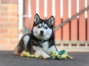 Pomsky Welpen in traumhaft schöner Husky Optik 