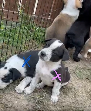 3 Malinois x Labrador Dalmatiner Mixe