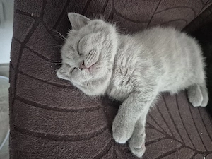 Kitten BKH reinrassige 