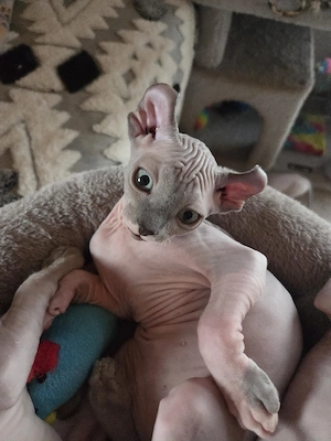 Sphynx-Elf Kitten, Abgabebereit, letztes Mädchen, mit Schnurrhaaren