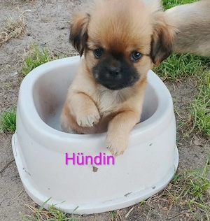 Shi tzu Chihuahua Welpen