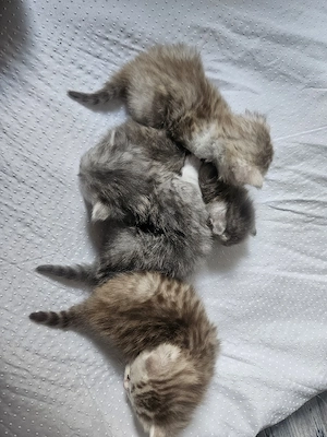 Britisch kurzhaar Langhaar kitten