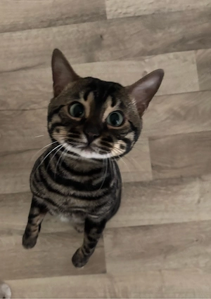 Bengal Kater sucht neuen Wirkungskreis