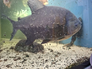 Fisch Pacu 
