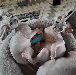 Sphynx Kitten, abgabebereit, 