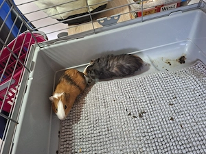 Meerschweinchen 10 wochen