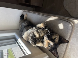 Dringend abzugeben: 2-jährige Bengal-Mix-Katze