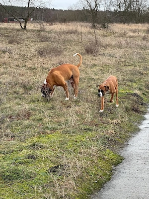 Boxerwelpen zu verkaufen