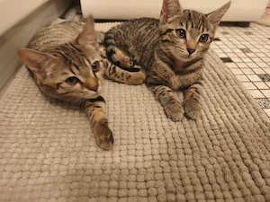 Bengal Mix Kitten