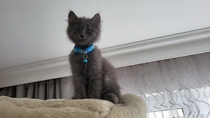 2 Nebelung Kitten. 