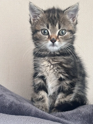 Katzen Mädchen 50% Perser