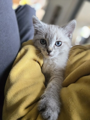 siam kitten Siambabys siamkitten 