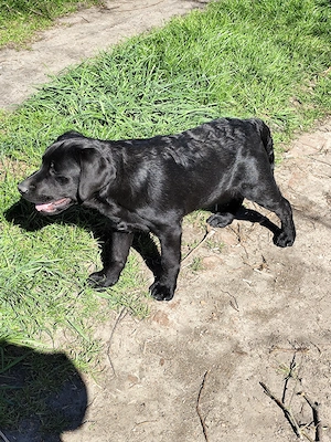 Traumhafter Labrador Rüde