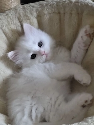 Weißer Perser Katerchen 