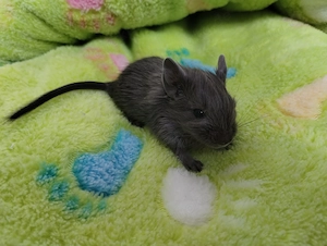 Knuddelige Degu Kids,kunterbunt:sand,blue-non,schoko-Schecke suchen ihr Zuhause im Glück!