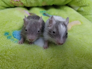 Knuddelige Degu Kids,kunterbunt:sand,blue-non,schoko-Schecke suchen ihr Zuhause im Glück!
