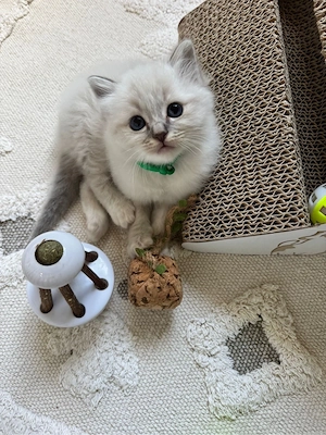Noch 1 Heiliger Birma Kitten Kater 