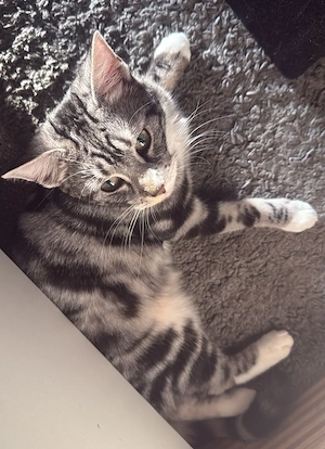 Liebevolle Katzendame sucht ein neues Zuhause 