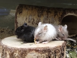 Knuddelige Degu Kids,kunterbunt:sand,blue-non,schoko-Schecke suchen ihr Zuhause im Glück!