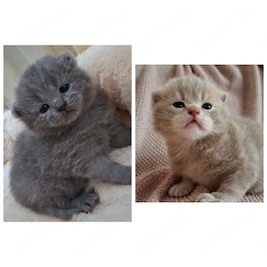 BKH Kitten 