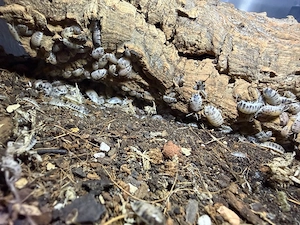 Zuchtansatz von Porcellio laevis *Panda* Asseln