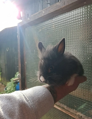 6 Kaninchen 6 Wochen 
