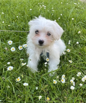 Malteser Welpen