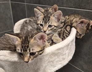 Bengal Mix kitten weibchen zu verkaufen