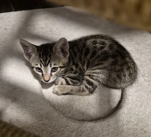 Bengal mix kitten weibchen zu verkaufen 