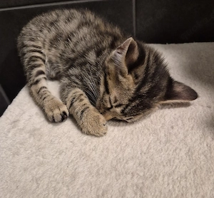 Bengal mix kitten weibchen zu verkaufen 