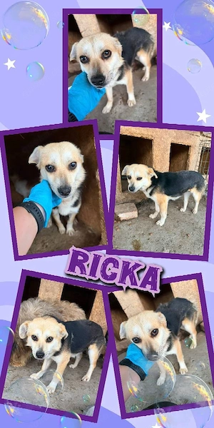 kleine, liebe, wunderschöne Hündin "Ricka" sucht dringend ein Zuhause, wer kann helfen ?