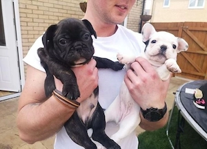 Französische Bulldoggen Welpen Rüden und Hündinnen
