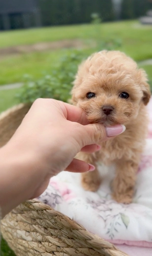 Wunderschöner Mini Pudel-Rüde teacup! 