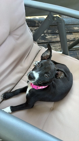 Italienisches Windspiel -American Hairless Terrier 