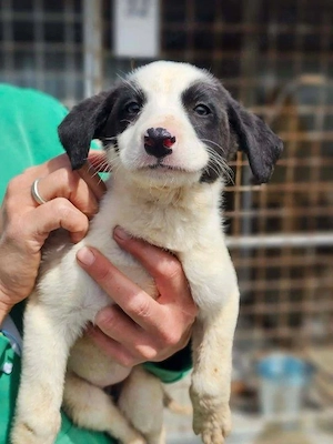 wunderschöner Welpenjunge "Peetie" sucht ein liebevolles Zuhause 