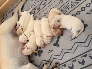 Labrador-Samojede Welpen