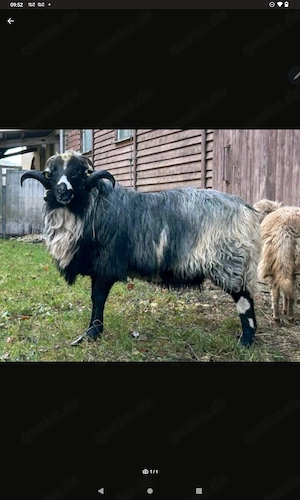 Schöner Krainer-Steinschafbock, Schaf, Bock, Bergschaf