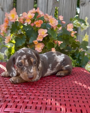 Das ist Jack, ein 8 Wochen alter Dackelwelpe, der ein neues Zuhause sucht.