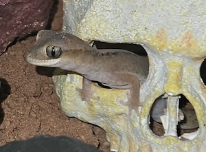 Diplodactylus granariensis rex pärchen