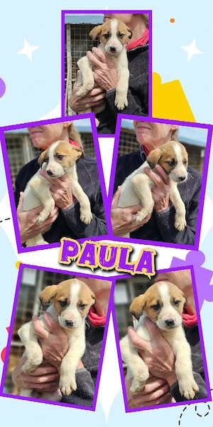 zuckersüßes Welpenmädchen "Paula" sucht ein liebevolles Zuhause