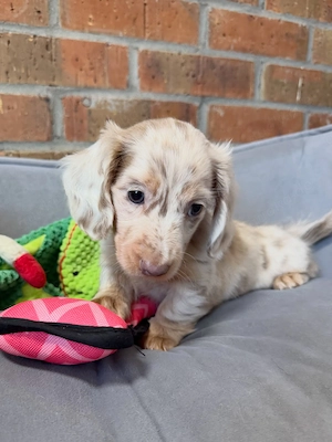 Das ist Bella, ein 8 Wochen alter Dackelwelpe, der ein neues Zuhause sucht.