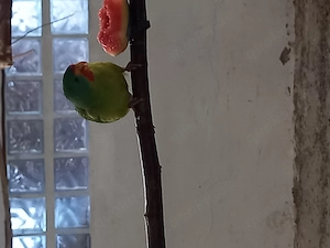 Schwalbensittiche