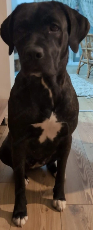 Cane Corso Mix-Golden Retriever Welpen zu Verkaufen