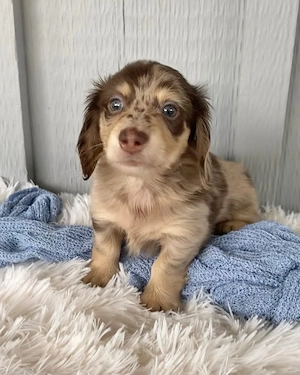 Das ist Luna, ein 8 Wochen alter Dackelwelpe, der ein neues Zuhause sucht.