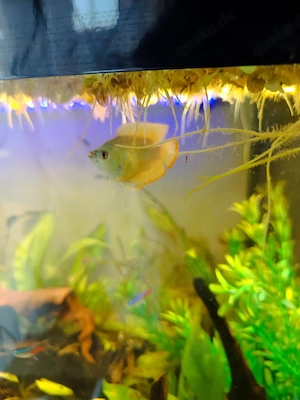 Zwergfadenfisch 