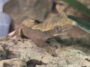 Kronengeckos( Correlophus ciliatus)0,0,4 
