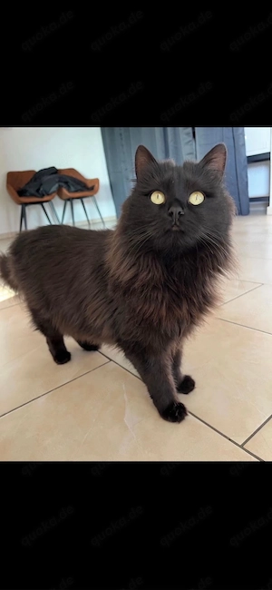 Flauschkugel sucht ein Zuhause 