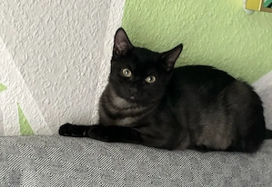    Britisch-Kurzhaar-Black-Smoke-Mix sucht liebevolles Zuhause