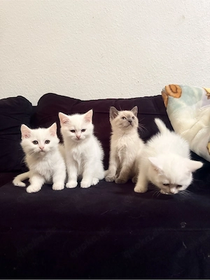 bkh kitten blue point