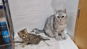 bkh kitten wisks